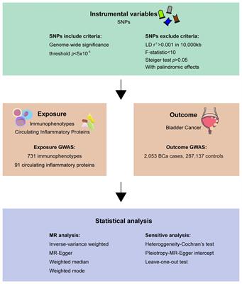 Understanding bladder cancer risk: Mendelian randomization analysis of immune cell and inflammatory factor influence